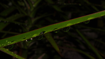 A photograph of raindrops on a leaf. Taken from Kalibo, Aklan, Philippines. 