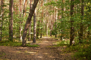 las, leśna droga,lato  © Marcin Łazarczyk
