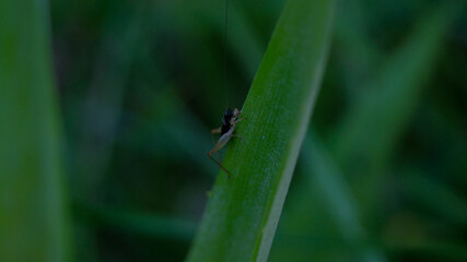 A photograph of a cricket nymph. Taken from Kalibo, Aklan, Philippines. 