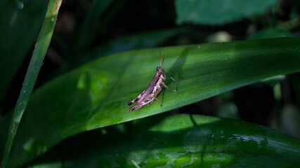A photograph of a grasshopper. Taken from Kalibo, Aklan, Philippines. 