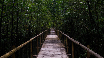A photograph of the Kalibo Bakhawan Ecopark or Mangrove Park. Taken from New Buswang, Kalibo, Aklan, Philippines. 