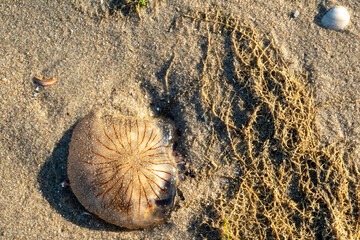 Stranded jellyfish at the Dutch beach near Noordwijk