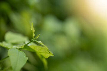 Close-up fresh green leaves with natural bokeh background and sunlight, symbol of new beginning, growth, environment, eco-friendly lifestyle, wellness, harmony, and peaceful nature.