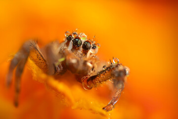 Jumping Spider. Colorful nature background. 