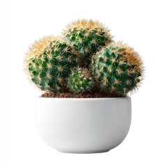 Cactus cluster in white pot (1)