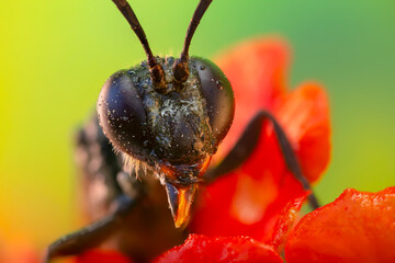Close-up photo of a bee. Colorful nature background. 