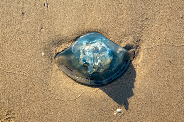Stranded jellyfish at the Dutch beach near Noordwijk