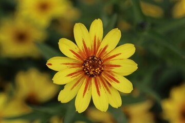 Yellow Zinnia Flower with Orange Stripes