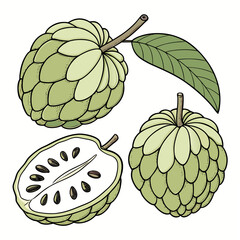 vector illustration of an apple