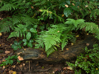 Ferns in forest in Nordrhein-Westfalen, Germany
