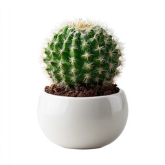 Small, round cactus in white pot (1)