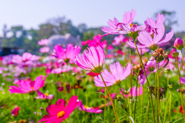 Beautiful pink cosmos flowers blooming in garden,spring season.