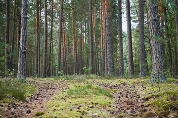 las, leśna droga,lato  © Marcin Łazarczyk