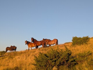horses in the field