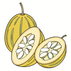 vector illustration of an apple
