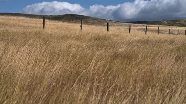 Dry grass blowing in a strong wind with barbed wire fence under a blue sky with white clouds
