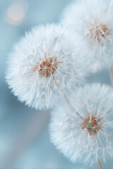 Obraz premium Dandelion background wallpaper closeup blue