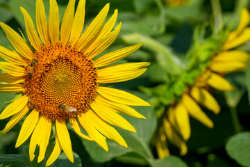 鮮やかなひまわりアップ写真｜広告やSNSに使える明るい背景