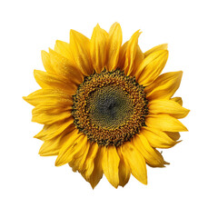 Fototapeta premium Closeup of a sunflower isolated on transparent background