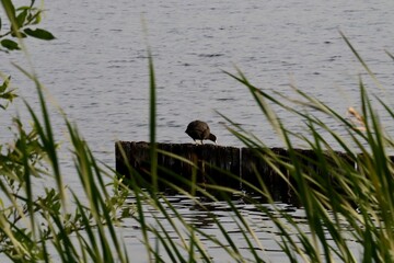 Bird Resting on Wooden Structure in Rippling Water Surrounded by Grass