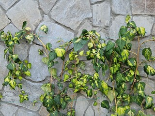 Variegated ivy with lush green and yellow leaves climbing a stone wall. Perfect natural texture for backgrounds, garden design articles, or rustic home decor concepts.