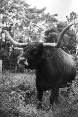 Longhorn bull in black and white