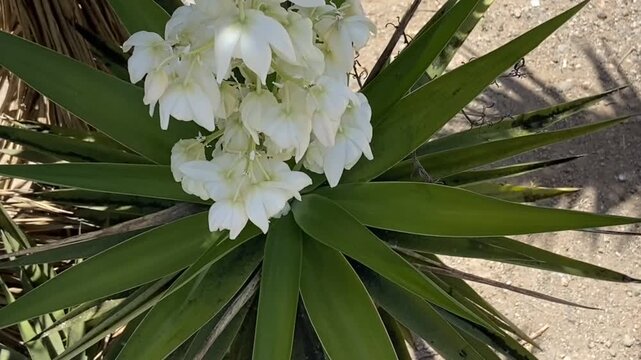 Blooming Yucca gloriosa plant with white flowers close up. Moundlily yucca, Palm lily or Spanish needle succulent,4K.