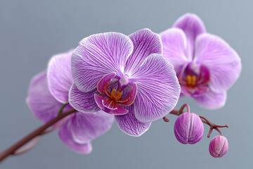 Naklejka premium Purple Striped Orchid Flowers on Stem