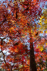 日本の風景・秋　長野県飯田市　紅葉の天龍峡