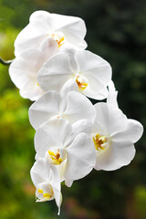 Blooming white phalaenopsis orchid close-up on green background