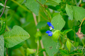 露草の青い花と緑の葉のクローズアップ