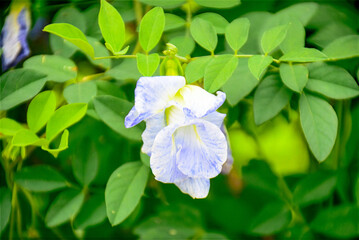 Blue and white butterfly pea flowers are blooming in the garden, White flower.