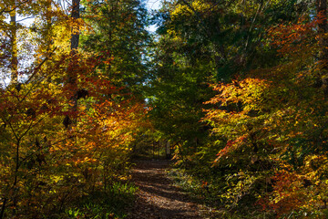 日本の風景・秋　長野県飯田市　紅葉の天龍峡