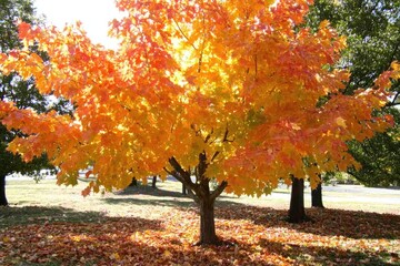 Naklejka premium Vibrant maple tree in autumn color, city park scene, orange and red leaves, sunlight, long shadows, fall landscape