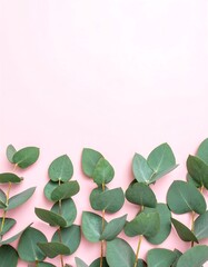 Eucalyptus sprigs on pink background