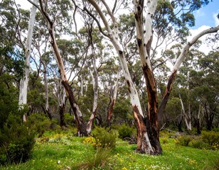 Eucalyptus forest in spring