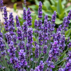 Close up of blooming purple lavender plants with green foliage in the background