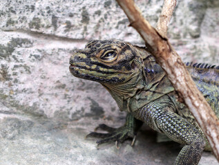 Philippinische Segelechse - Philippine sailfin lizard