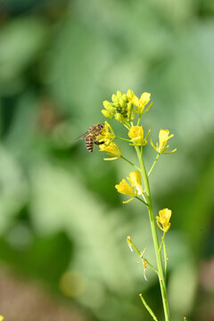 closeup the brown black honey bee hold on young mustered yellow flower with plants and leaves in the farm soft focus natural green brown background.