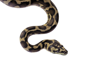 Morelia spilota snake closeup on natural background, Morelia spilota snake, Carpet python closeup head on isolated background, animal on white background