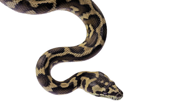 Morelia spilota snake closeup on natural background, Morelia spilota snake, Carpet python closeup head on isolated background, animal on white background