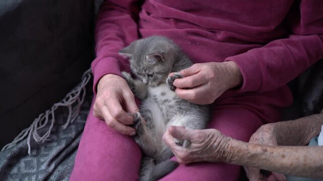 A daughter checks on her old mother in nursing home and brings in a kitten for therapy for senile dementia. Two seniors play with Scottish Straight-Eared kitten at home on the couch. Family time. 
