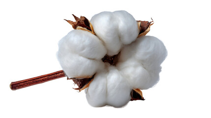 Cotton boll with fluffy white fibers bursting from brown dried seed pod on transparent background natural organic textile raw material. 