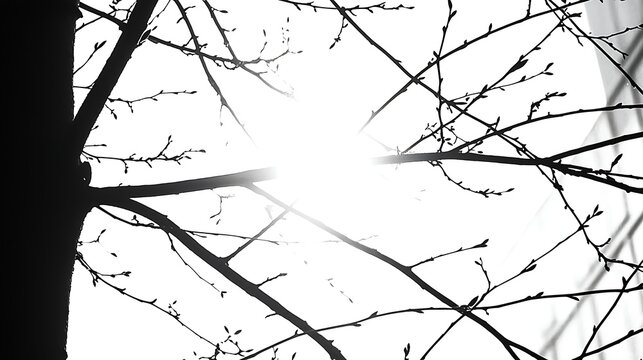 Dried branch silhouette against white background captured in 4K with a 35mm f2 lens, clean studio light producing sharp linear shadows and crisp contours