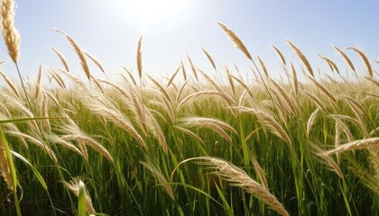 Serene Field of Tall Grass and Sunlight
