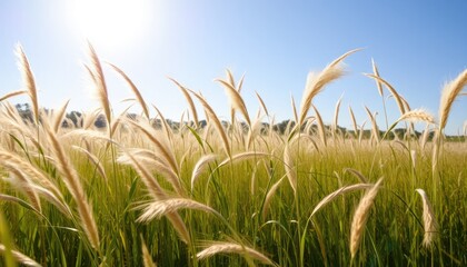 Serene Field of Tall Grass Under Bright Sunlight