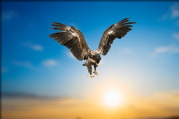 Bald Eagle wild bird flying in sky