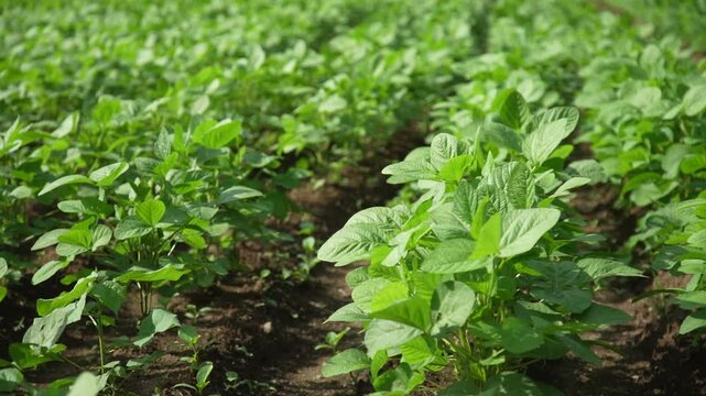 風に揺れる大豆畑