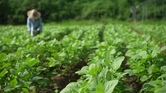 大豆畑の手入れをする女性