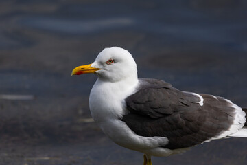 Obraz premium Gray and white bird close-up view.